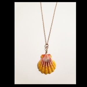 Rare beautiful Sunrise shell necklace